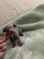 Lavender, a female Chihuahua for sale in Anaheim, CA – 2 of 5