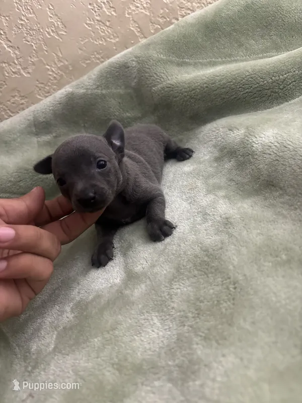 Cresta – Chihuahua puppy for sale in Anaheim, CA