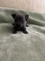 Cresta, a female Chihuahua for sale in Anaheim, CA – 2 of 5