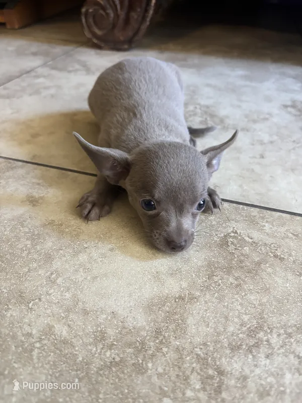 Lavender – Chihuahua puppy for sale in Anaheim, CA
