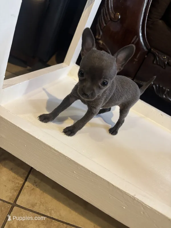 Lazuli – Chihuahua puppy for sale in Anaheim, CA