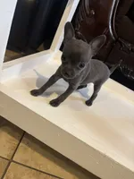 Lazuli, a female Chihuahua for sale in Anaheim, CA – 1 of 4