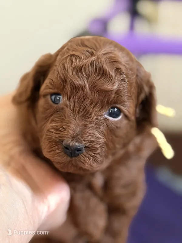 Blossom – Poodle - Toy  puppy for sale in Redding, CA