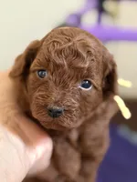 Blossom, a female Poodle - Toy  for sale in Redding, CA – 1 of 1