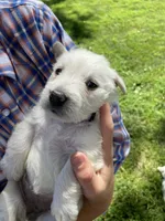 Violet, a female Scottish Terrier for sale in Noble, IL – 6 of 8