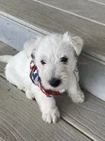 Royal, a male Scottish Terrier for sale in Noble, IL – 3 of 4