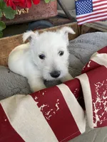 Tulip (teal), a female Scottish Terrier for sale in Noble, IL – 5 of 10