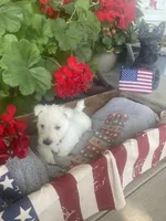 Lily (pink), a female Scottish Terrier for sale in Noble, IL – 3 of 8