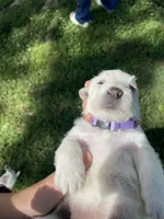 Violet, a female Scottish Terrier for sale in Noble, IL – 4 of 8