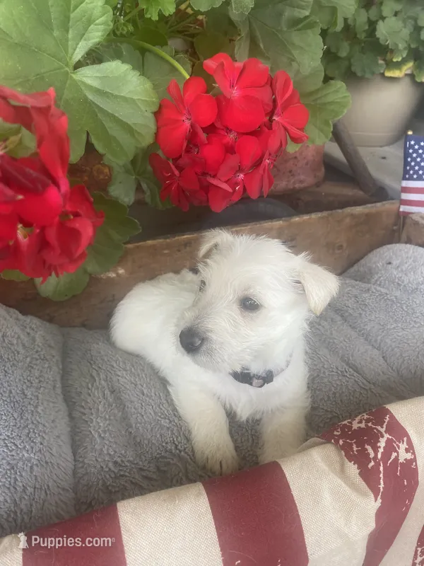 Violet – Scottish Terrier puppy for sale in Noble, IL