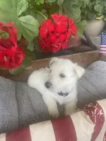 Violet, a female Scottish Terrier for sale in Noble, IL – 1 of 8