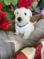 Royal, a male Scottish Terrier for sale in Noble, IL – 2 of 4