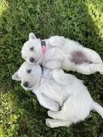 Lily (pink), a female Scottish Terrier for sale in Noble, IL – 6 of 8