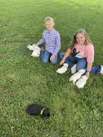 Lily (pink), a female Scottish Terrier for sale in Noble, IL – 8 of 8