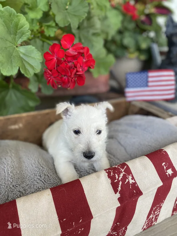 Tulip (teal) – Scottish Terrier puppy for sale in Noble, IL