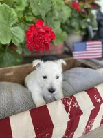 Tulip (teal), a female Scottish Terrier for sale in Noble, IL – 1 of 10