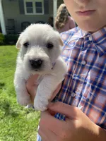 Rodney (black), a male Scottish Terrier for sale in Noble, IL – 5 of 8