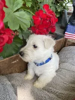 Royal, a male Scottish Terrier for sale in Noble, IL – 4 of 4