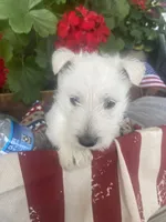 Rodney (black), a male Scottish Terrier for sale in Noble, IL – 4 of 8