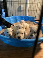 Rodney (black), a male Scottish Terrier for sale in Noble, IL – 6 of 8