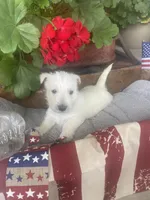 Violet, a female Scottish Terrier for sale in Noble, IL – 3 of 8