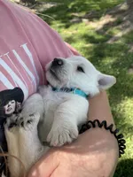 Tulip (teal), a female Scottish Terrier for sale in Noble, IL – 3 of 10