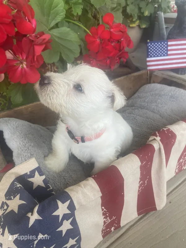 Lily (pink) – Scottish Terrier puppy for sale in Noble, IL