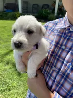 Violet, a female Scottish Terrier for sale in Noble, IL – 7 of 8