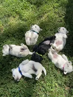 Rodney (black), a male Scottish Terrier for sale in Noble, IL – 8 of 8