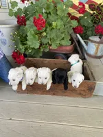 Tulip (teal), a female Scottish Terrier for sale in Noble, IL – 6 of 10