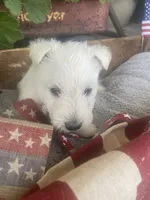 Lily (pink), a female Scottish Terrier for sale in Noble, IL – 2 of 8