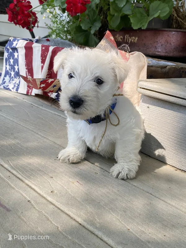 Royal – Scottish Terrier puppy for sale in Noble, IL