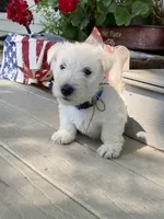 Royal, a male Scottish Terrier for sale in Noble, IL – 1 of 4