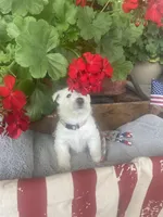 Violet, a female Scottish Terrier for sale in Noble, IL – 5 of 8