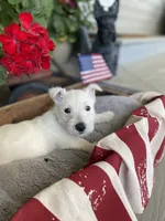 Tulip (teal), a female Scottish Terrier for sale in Noble, IL – 4 of 10