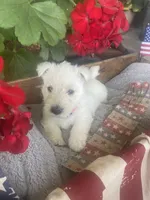 Lily (pink), a female Scottish Terrier for sale in Noble, IL – 4 of 8