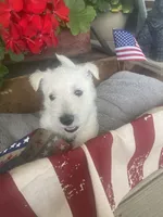 Rodney (black), a male Scottish Terrier for sale in Noble, IL – 3 of 8