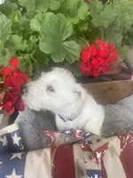 Violet, a female Scottish Terrier for sale in Noble, IL – 2 of 8