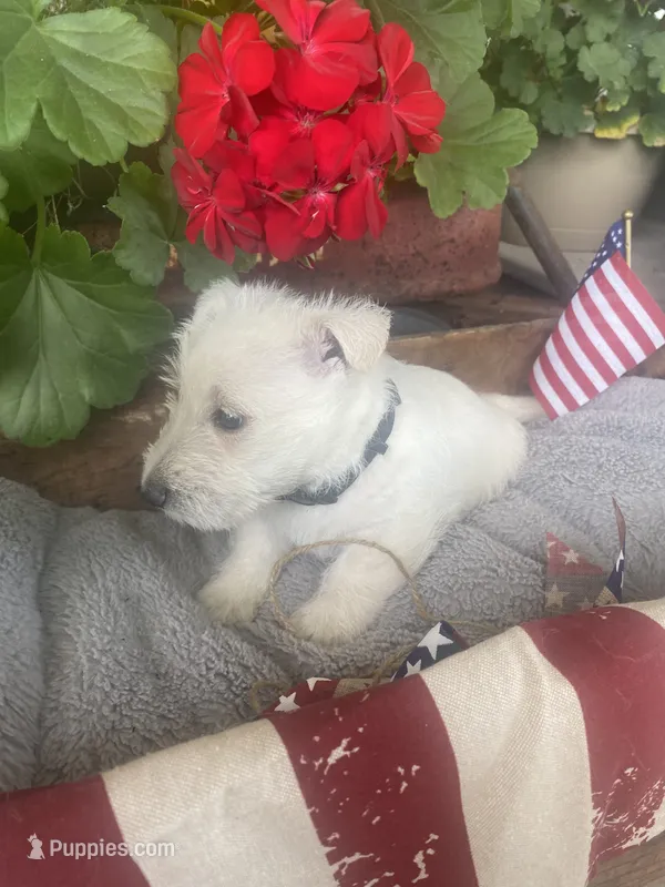 Rodney (black) – Scottish Terrier puppy for sale in Noble, IL
