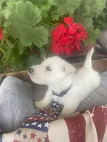 Rodney (black), a male Scottish Terrier for sale in Noble, IL – 2 of 8