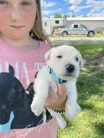 Tulip (teal), a female Scottish Terrier for sale in Noble, IL – 7 of 10