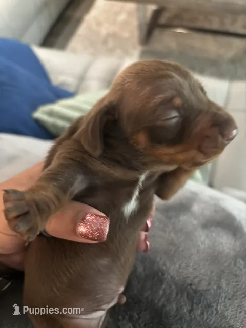 Reggie Jr. – Miniature Dachshund puppy for sale in Ridge Manor, FL