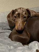 Roy Boy, a male Miniature Dachshund for sale in Ridge Manor, FL – 4 of 4
