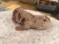 Boy 4, a male Miniature Dachshund for sale in Ridge Manor, FL – 7 of 10