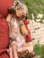 Boy 4 - FULL AKC, a male Miniature Dachshund for sale in Ridge Manor, FL – 7 of 10