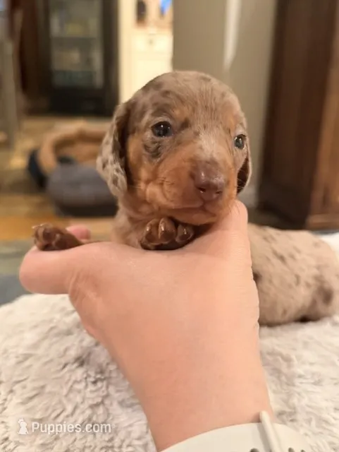 Boy 4 – Miniature Dachshund puppy for sale in Ridge Manor, FL