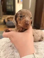 Boy 4, a male Miniature Dachshund for sale in Ridge Manor, FL – 1 of 10