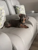 Regina, a male Miniature Dachshund for sale in Ridge Manor, FL – 9 of 10