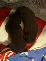 Reggie Jr., a male Miniature Dachshund for sale in Ridge Manor, FL – 2 of 9