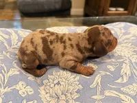 Boy 3, a male Miniature Dachshund for sale in Ridge Manor, FL – 2 of 4